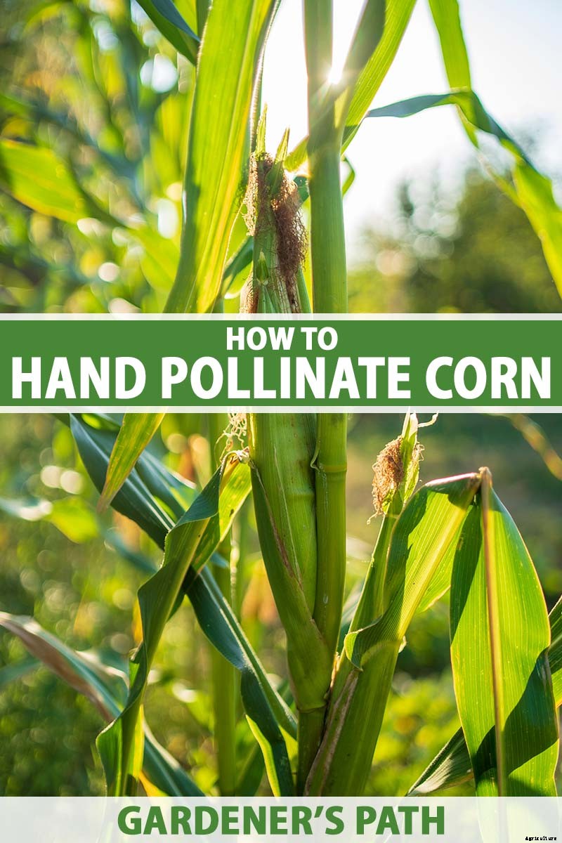 How to Hand Pollinate Corn