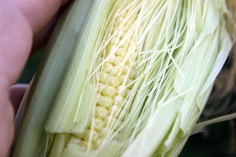 How to Hand Pollinate Corn