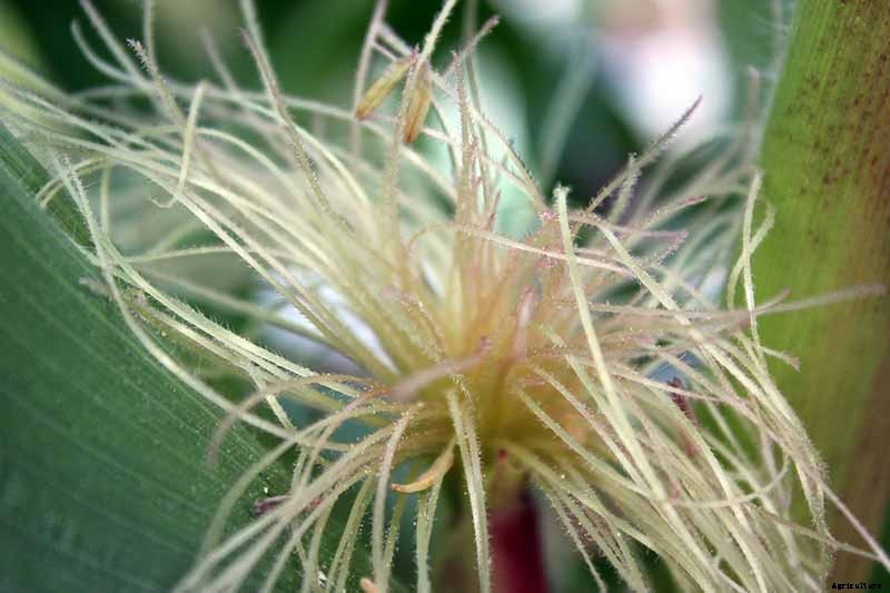 How to Hand Pollinate Corn