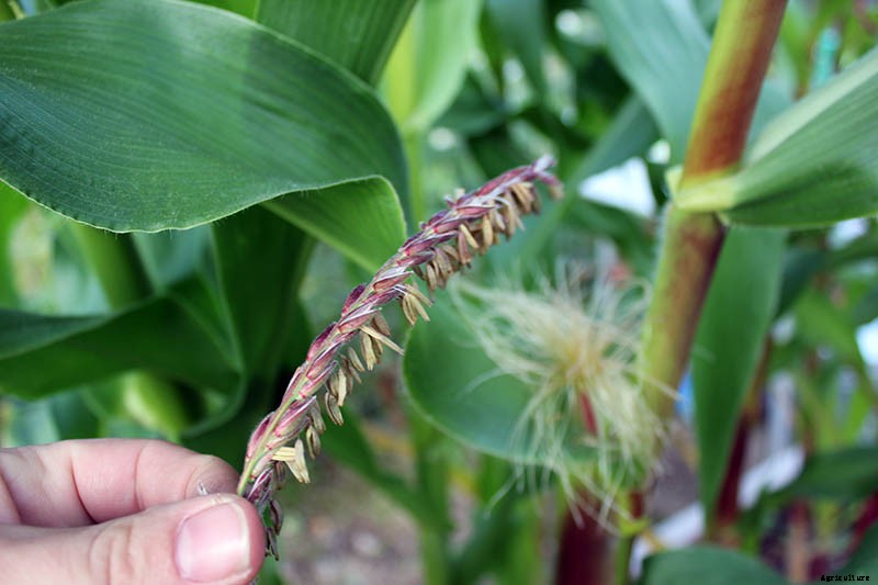 How to Hand Pollinate Corn