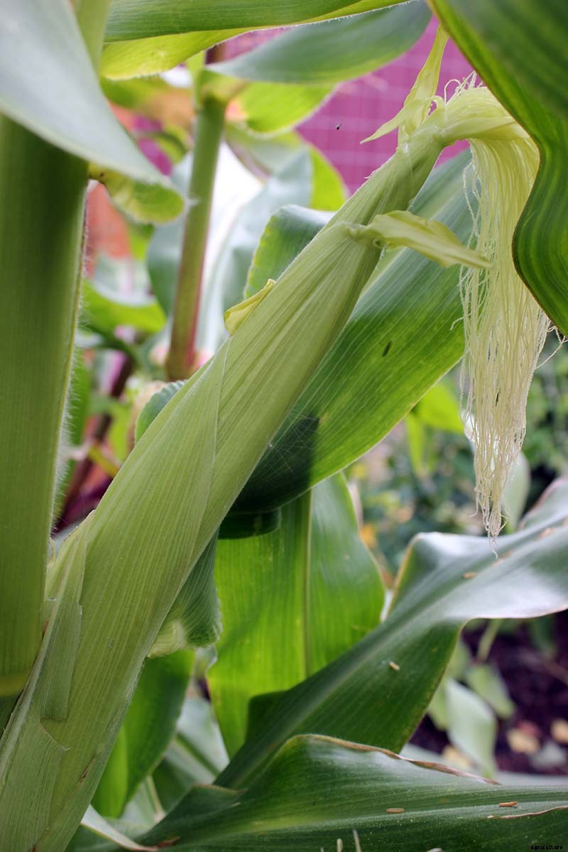 How to Hand Pollinate Corn