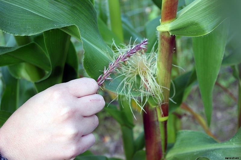 How to Hand Pollinate Corn