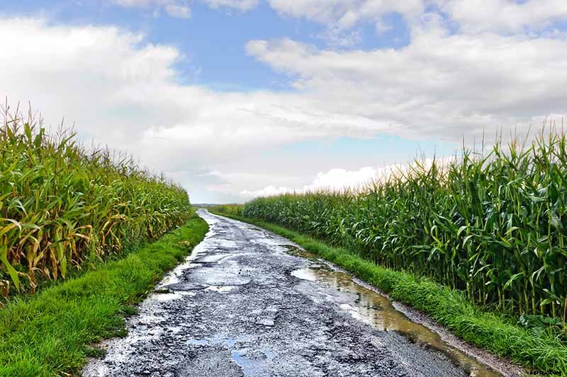 How to Hand Pollinate Corn