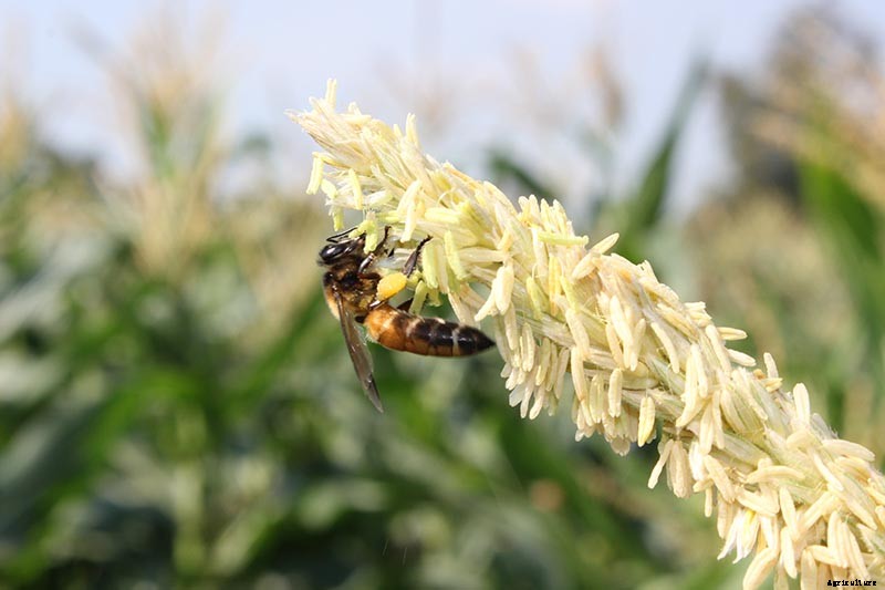 How to Hand Pollinate Corn