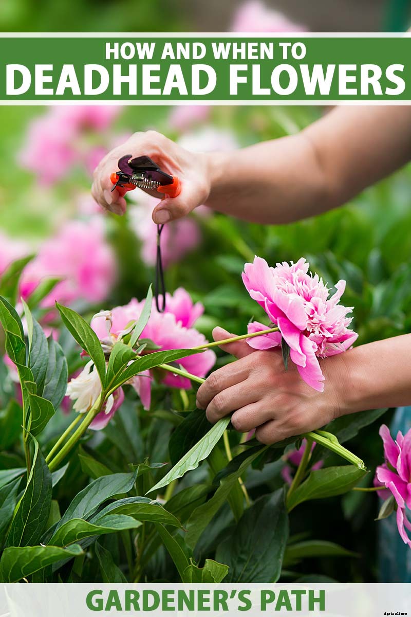 How to Deadhead Blooming Plants in the Garden