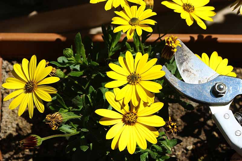 How to Deadhead Blooming Plants in the Garden
