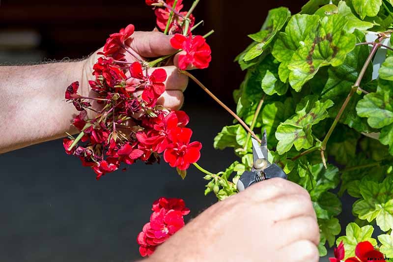 How to Deadhead Blooming Plants in the Garden