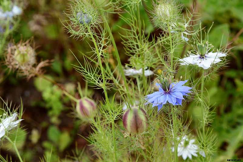 How to Deadhead Blooming Plants in the Garden