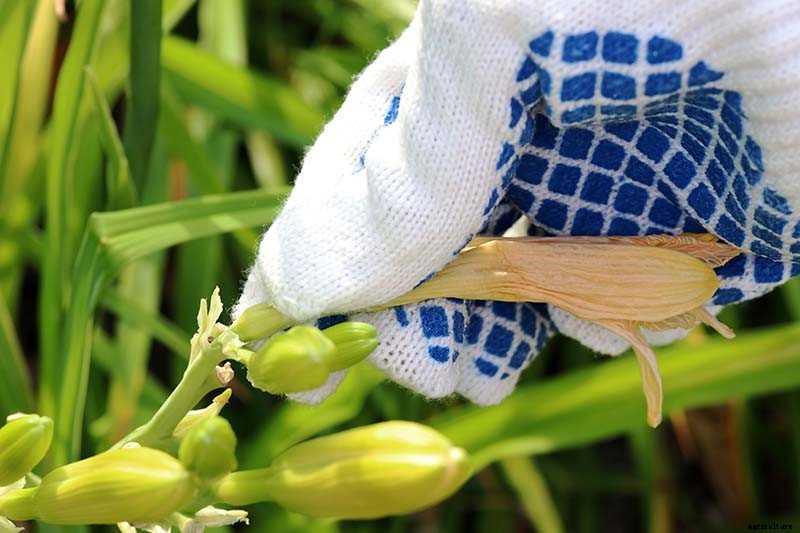 How to Deadhead Blooming Plants in the Garden