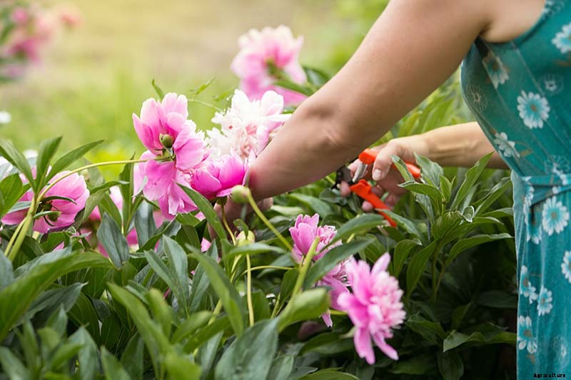 How to Deadhead Blooming Plants in the Garden