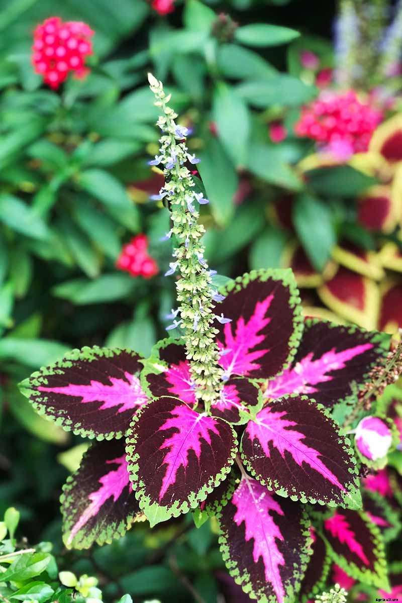 How to Deadhead Blooming Plants in the Garden