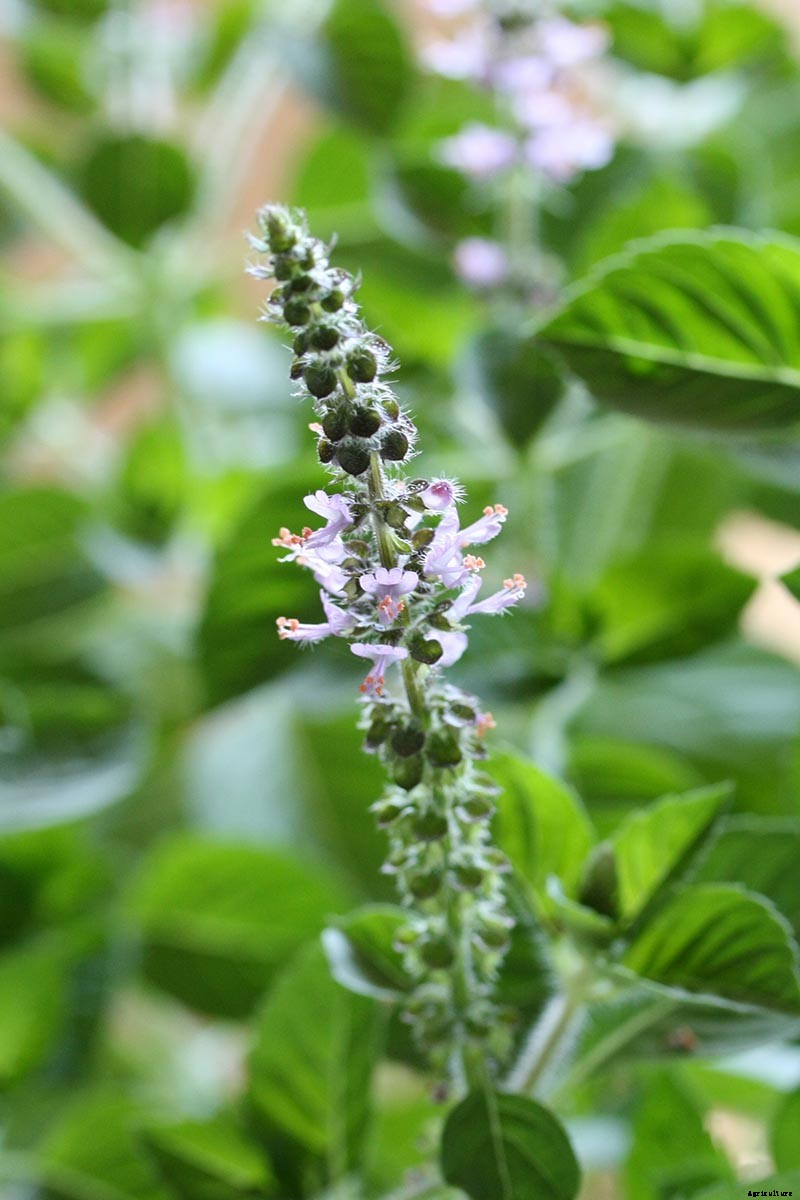 How to Deadhead Blooming Plants in the Garden