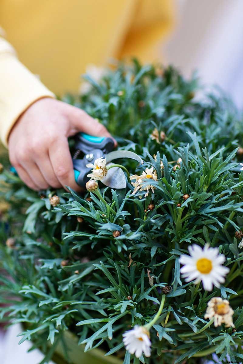 How to Deadhead Blooming Plants in the Garden