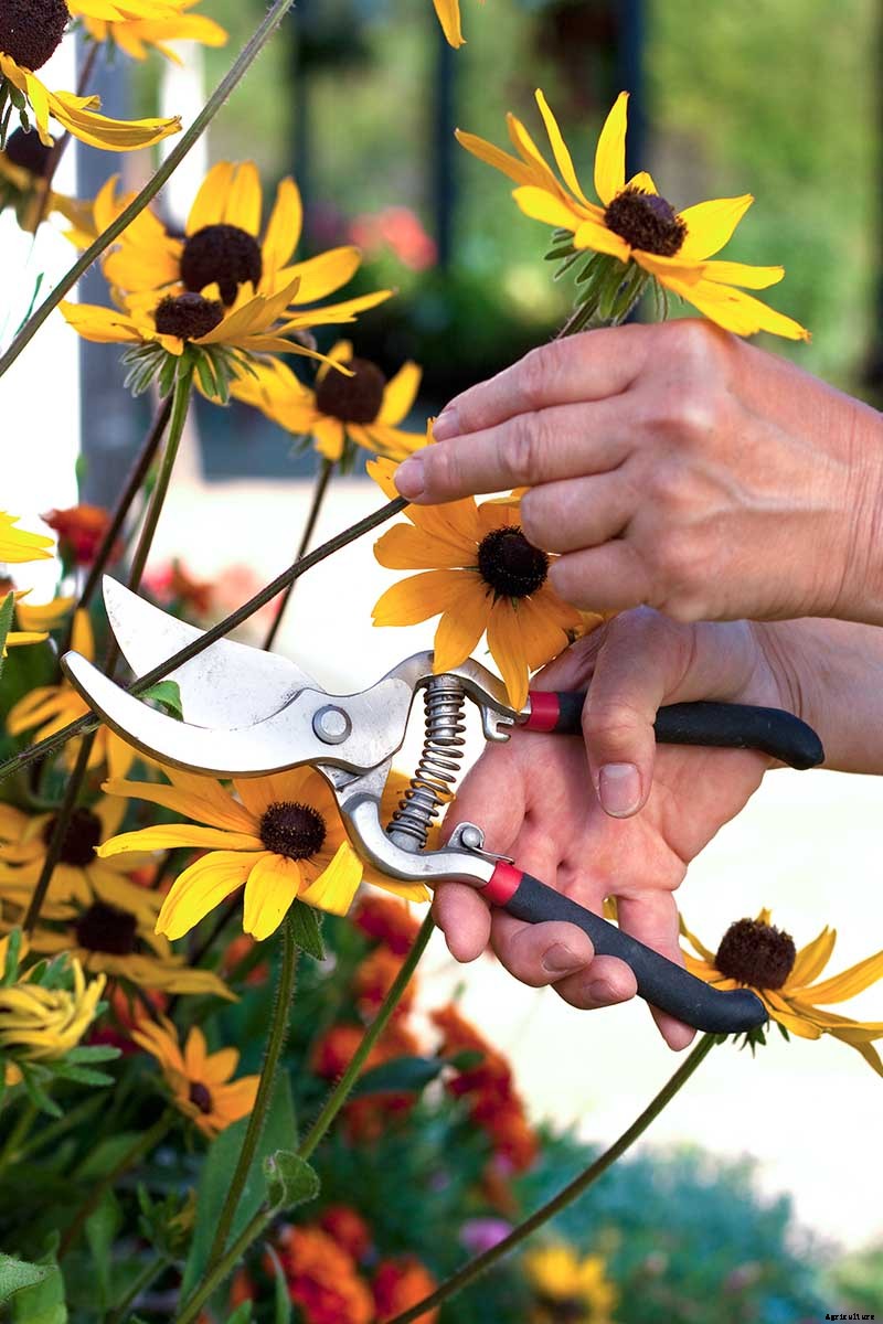How to Deadhead Blooming Plants in the Garden