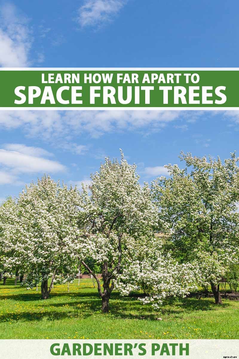 How Far Apart Should I Space Fruit Trees?