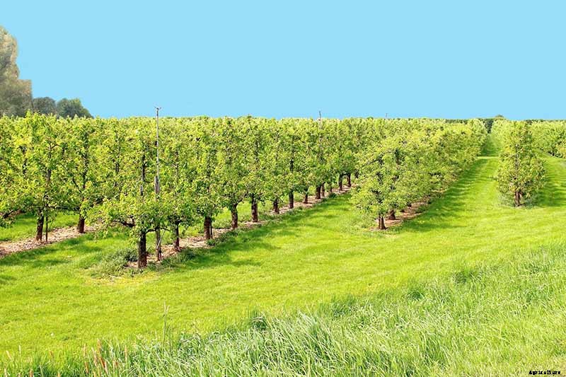 How Far Apart Should I Space Fruit Trees?