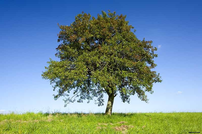 How Far Apart Should I Space Fruit Trees?