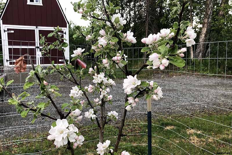 How Far Apart Should I Space Fruit Trees?