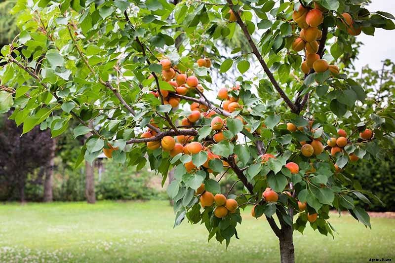 How Far Apart Should I Space Fruit Trees?