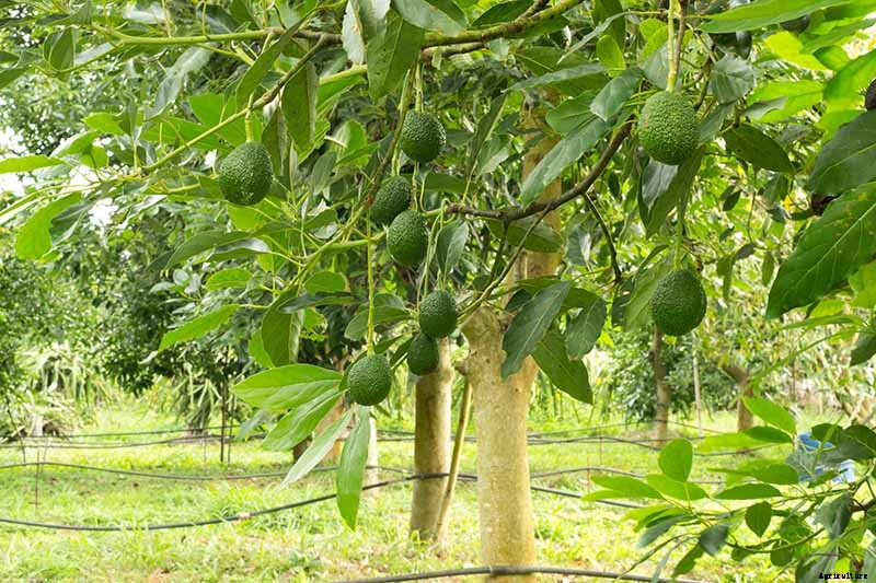 How Far Apart Should I Space Fruit Trees?