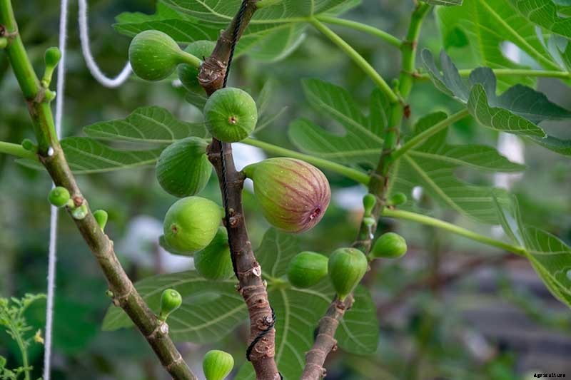 How Far Apart Should I Space Fruit Trees?
