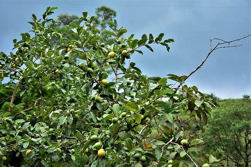 How Far Apart Should I Space Fruit Trees?