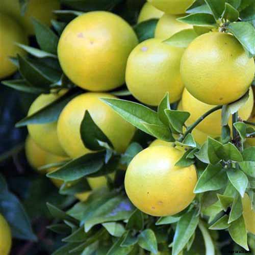 How Far Apart Should I Space Fruit Trees?