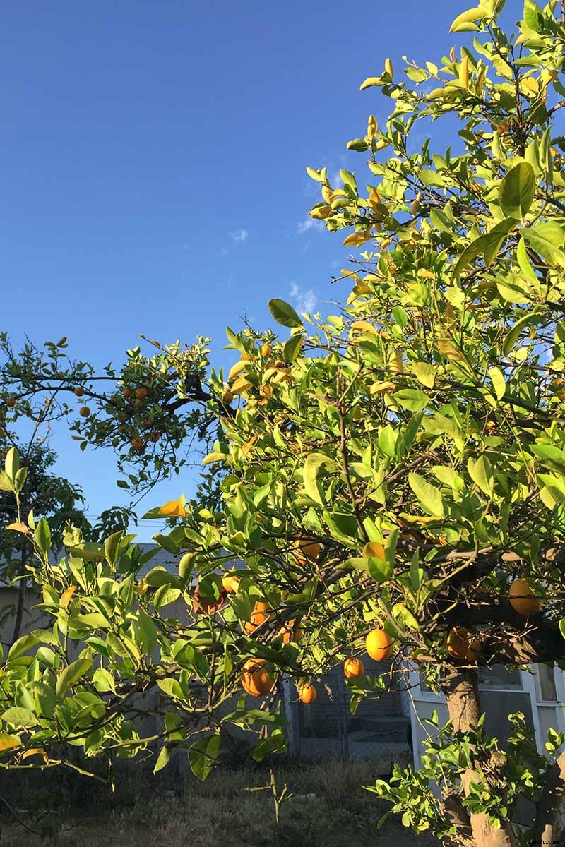 How Far Apart Should I Space Fruit Trees?