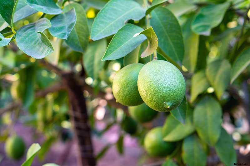 How Far Apart Should I Space Fruit Trees?