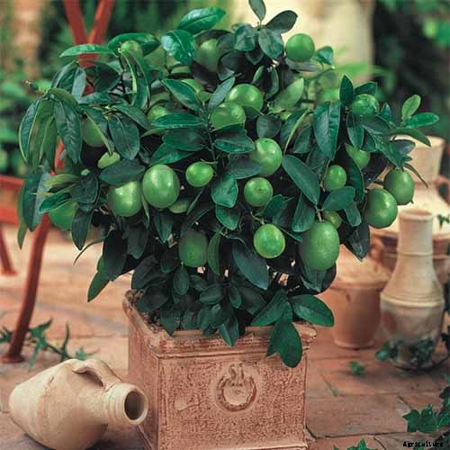 How Far Apart Should I Space Fruit Trees?