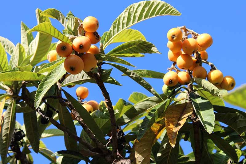 How Far Apart Should I Space Fruit Trees?