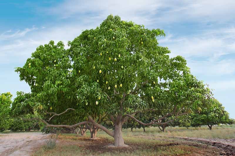 How Far Apart Should I Space Fruit Trees?