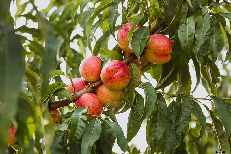 How Far Apart Should I Space Fruit Trees?