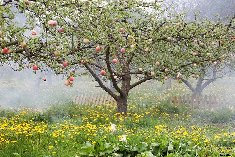 How Far Apart Should I Space Fruit Trees?