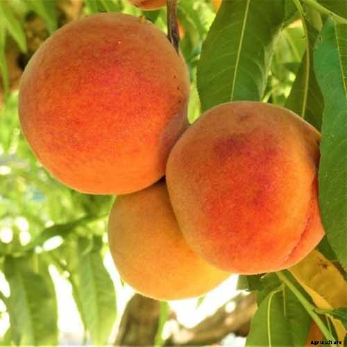 How Far Apart Should I Space Fruit Trees?