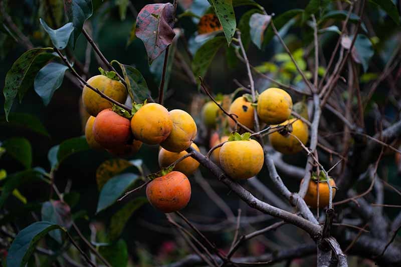 How Far Apart Should I Space Fruit Trees?