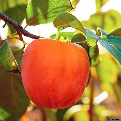 How Far Apart Should I Space Fruit Trees?