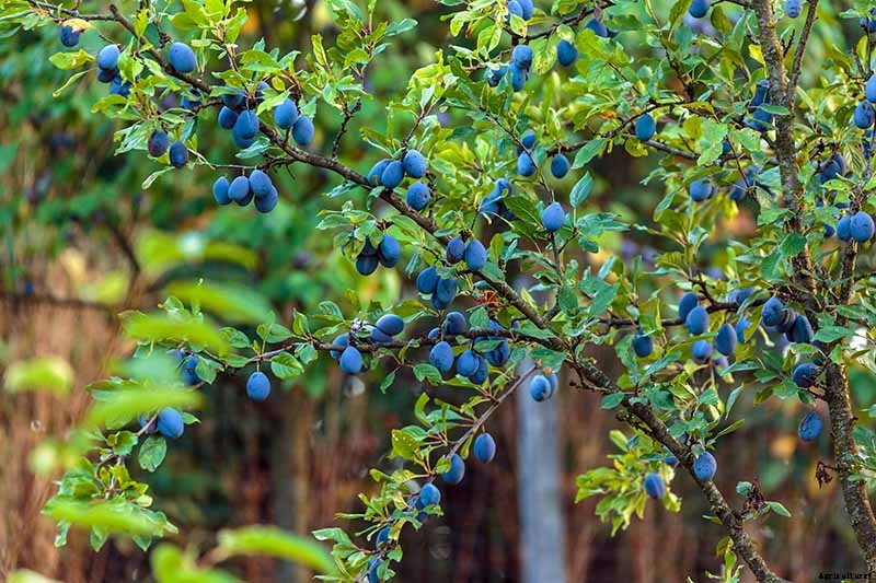 How Far Apart Should I Space Fruit Trees?