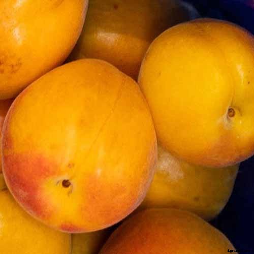 How Far Apart Should I Space Fruit Trees?