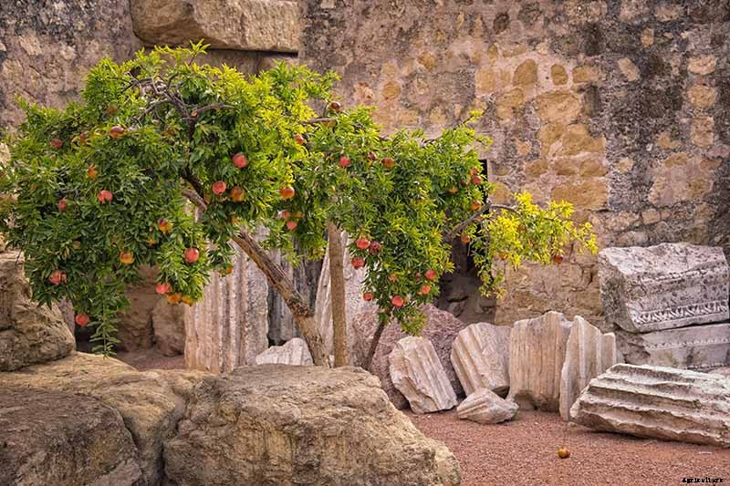 How Far Apart Should I Space Fruit Trees?