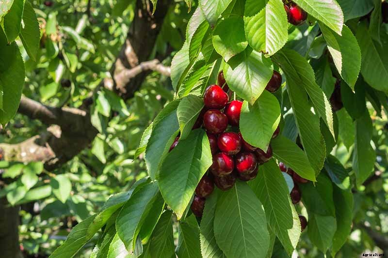 How Far Apart Should I Space Fruit Trees?
