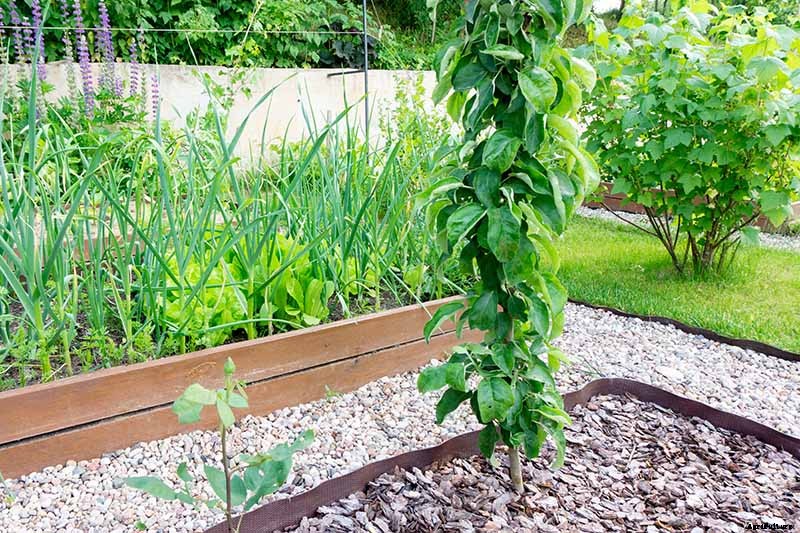 How Far Apart Should I Space Fruit Trees?