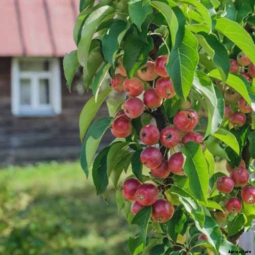 How Far Apart Should I Space Fruit Trees?