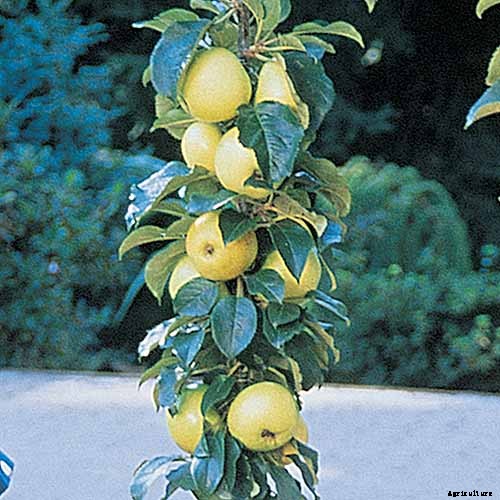 How Far Apart Should I Space Fruit Trees?