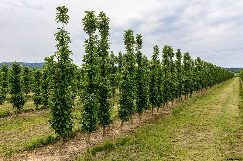 How Far Apart Should I Space Fruit Trees?