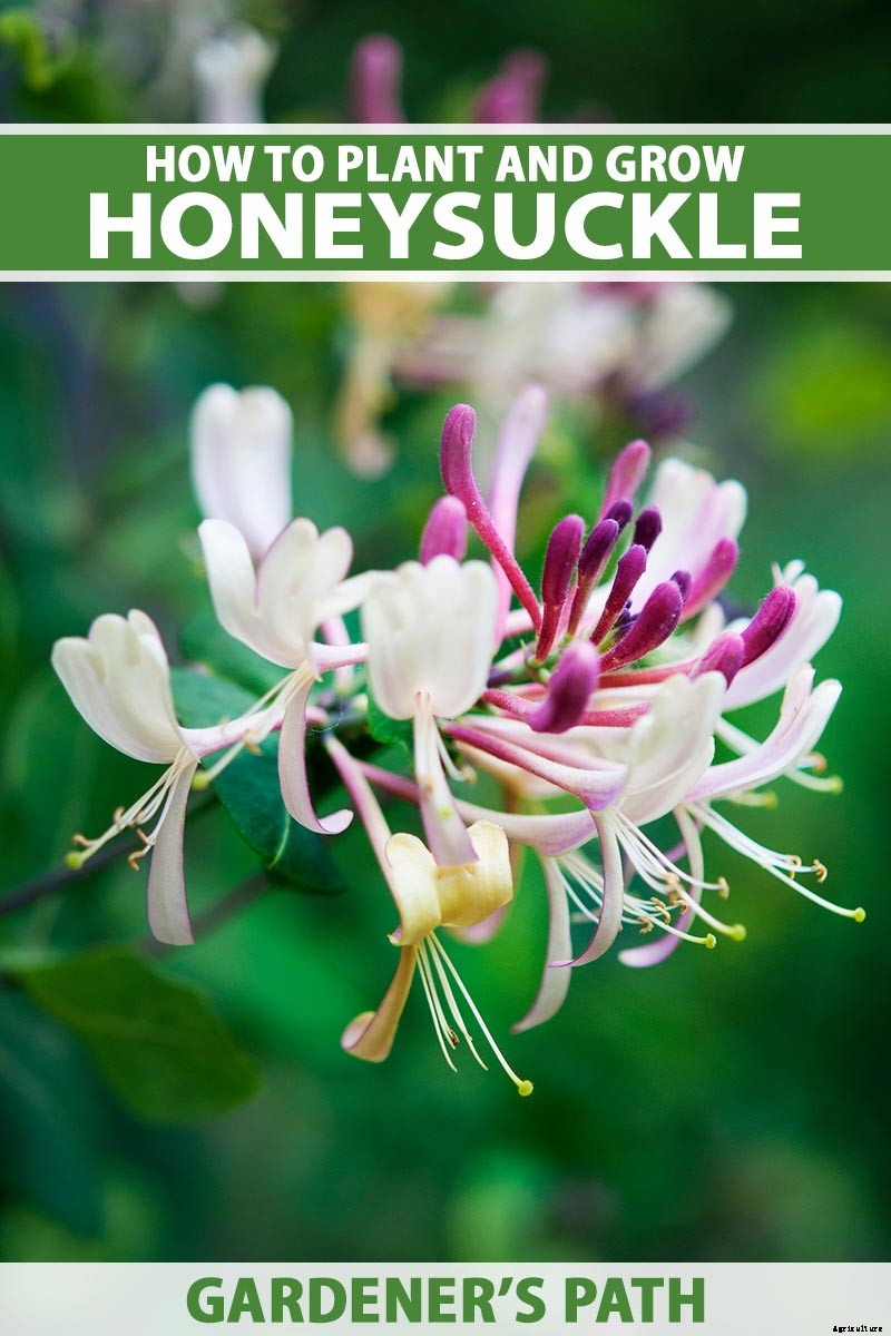 How to Grow Colorful, Fragrant Honeysuckle