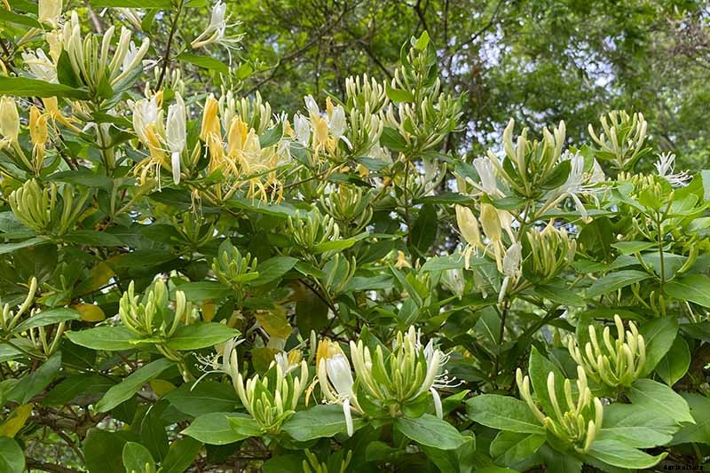 How to Grow Colorful, Fragrant Honeysuckle