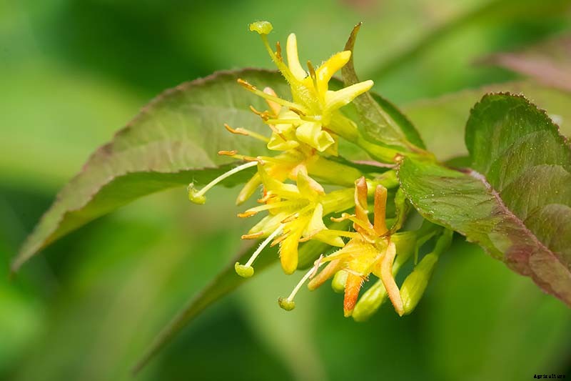 How to Grow Colorful, Fragrant Honeysuckle