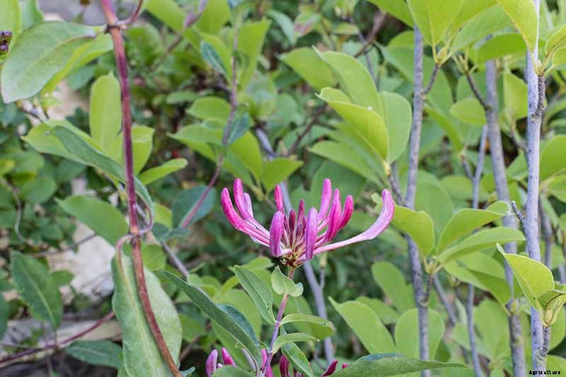 How to Grow Colorful, Fragrant Honeysuckle