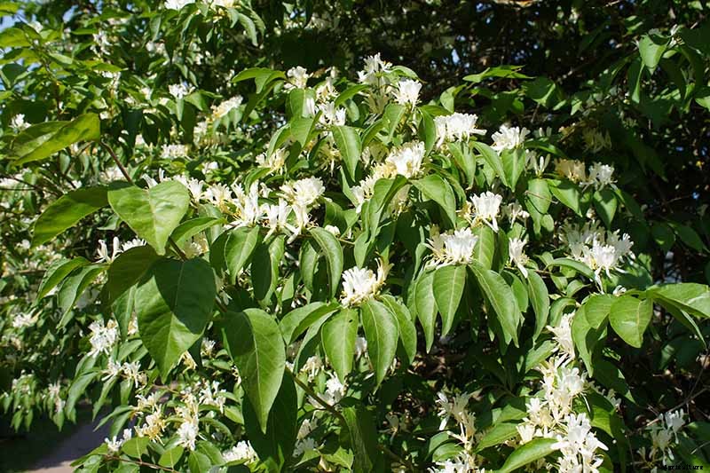 How to Grow Colorful, Fragrant Honeysuckle
